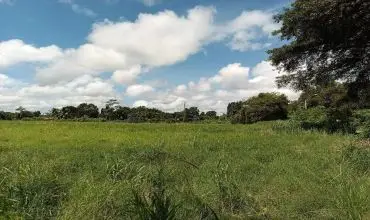 2,19 hectareas de terreno agricola llano en David , SAN JUAN DEL TEJAR, SAN PABLO VIEJO, Chiriqui, 25925