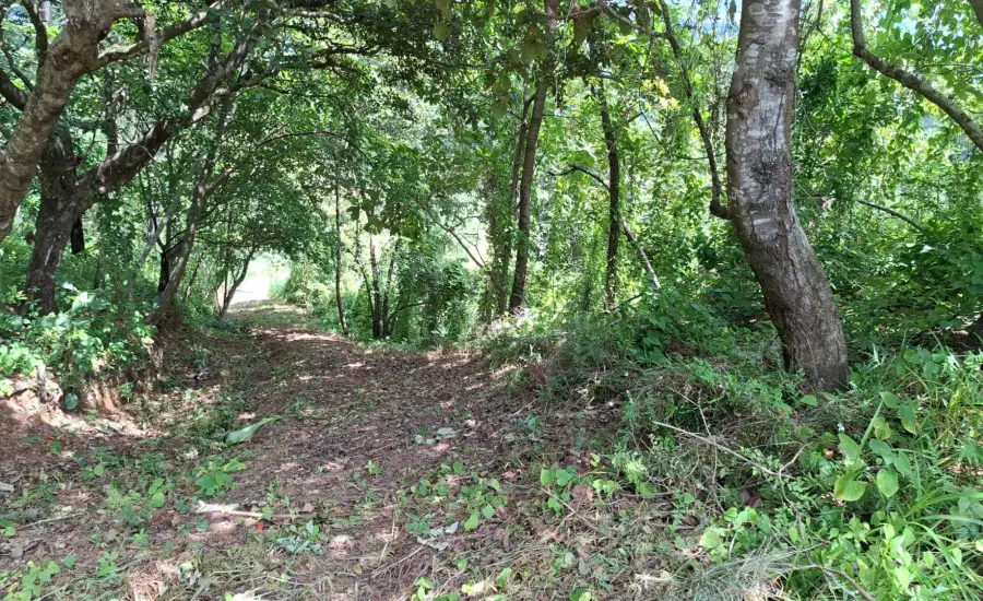 CHAME/BEJUCO TERRENO EN VENTA , BEJUCO, Panamá Oeste, 26075