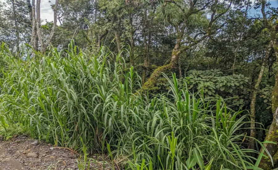 Terreno con vista a la montana en venta en Volcancito, Boquete , VOLCANCITO, BOQUETE, CHIRIQUI, Chiriqui, 26087