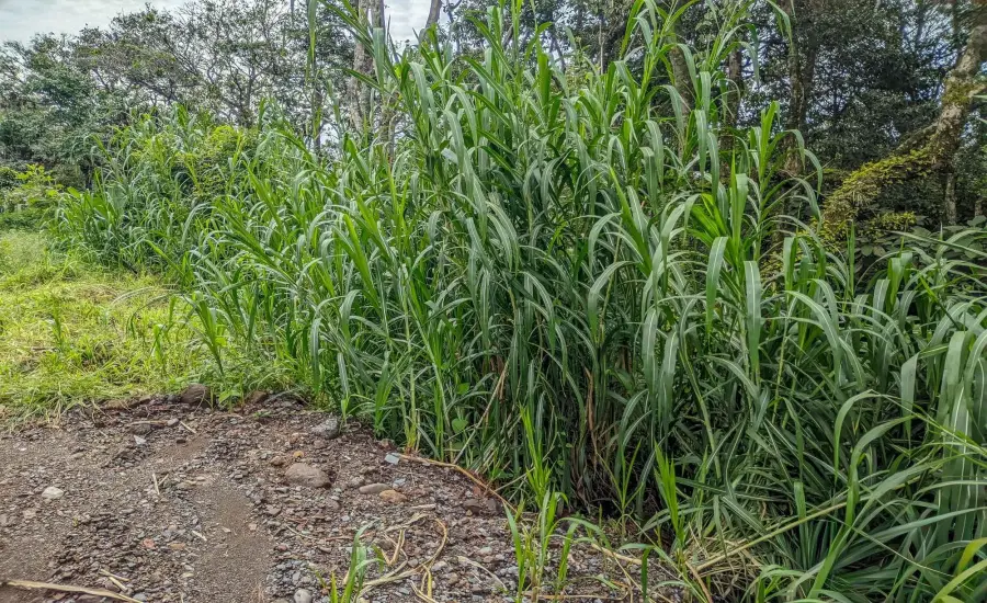 Terreno con vista a la montana en venta en Volcancito, Boquete , VOLCANCITO, BOQUETE, CHIRIQUI, Chiriqui, 26087