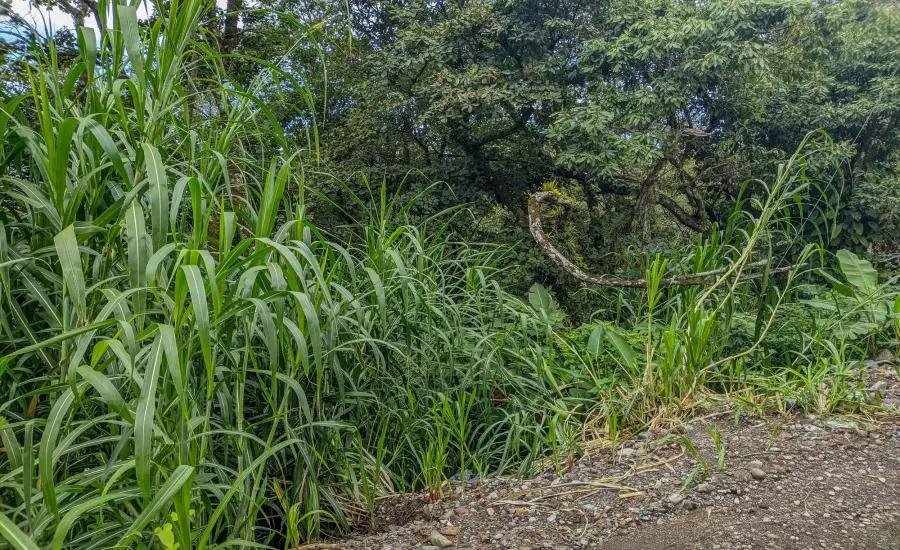 Terreno con vista a la montana en venta en Volcancito, Boquete , VOLCANCITO, BOQUETE, CHIRIQUI, Chiriqui, 26087