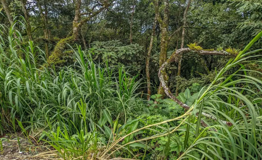 Terreno con vista a la montana en venta en Volcancito, Boquete , VOLCANCITO, BOQUETE, CHIRIQUI, Chiriqui, 26087