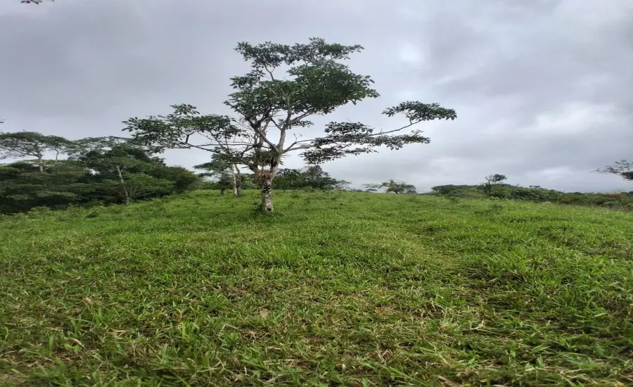 Finca con tierra negra, pasto, clima fresco y bien ubicada. , EL BANCO DE ROVIRA POTRERILLOS CHIRIQUI, Chiriqui, 26093