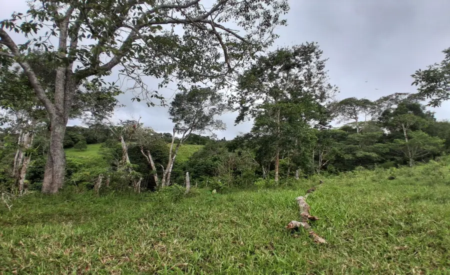 Finca con tierra negra, pasto, clima fresco y bien ubicada. , EL BANCO DE ROVIRA POTRERILLOS CHIRIQUI, Chiriqui, 26093