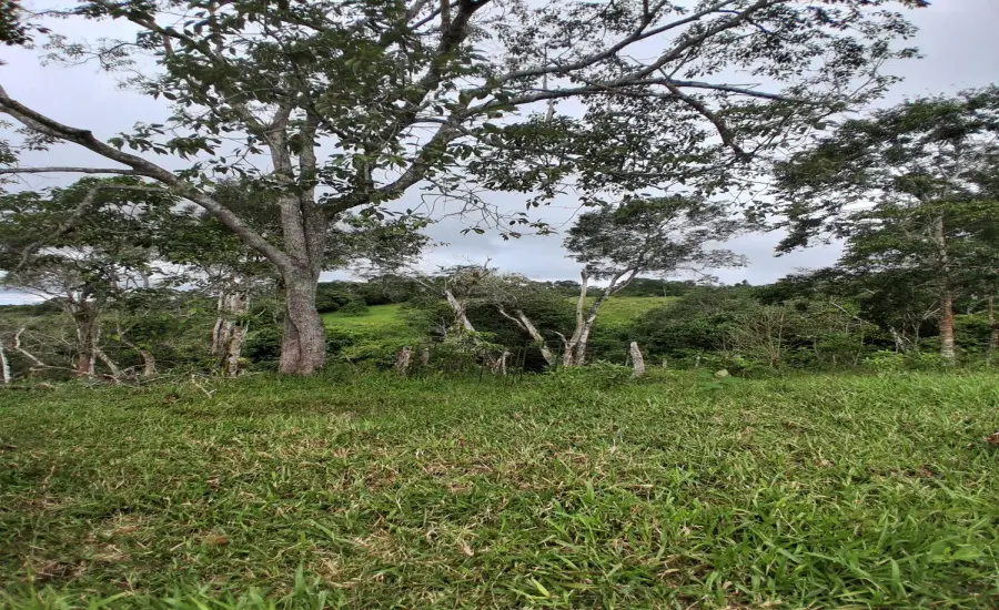 Finca con tierra negra, pasto, clima fresco y bien ubicada. , EL BANCO DE ROVIRA POTRERILLOS CHIRIQUI, Chiriqui, 26093