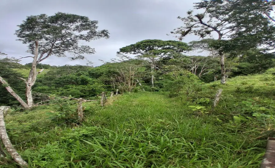 Finca con tierra negra, pasto, clima fresco y bien ubicada. , EL BANCO DE ROVIRA POTRERILLOS CHIRIQUI, Chiriqui, 26093