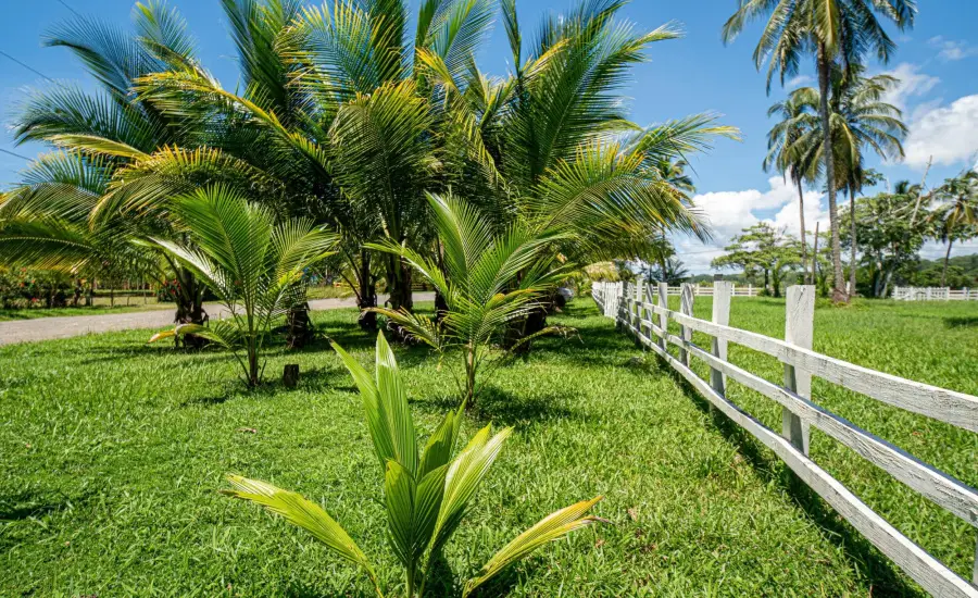Terreno de primera categoria en Las Lajas, Panama , LOTE 2 MANZANA 12, Chiriqui, 26094