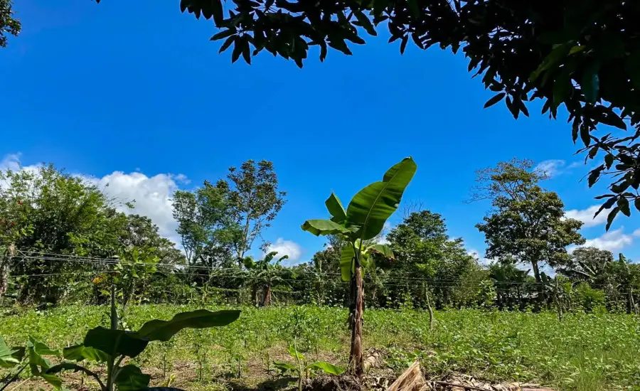 Terreno plano de 1,89 acres con casa en Renacimiento , RENACIMIENTO, RIO SERENO, CHIRIQUI, Chiriqui, 26116