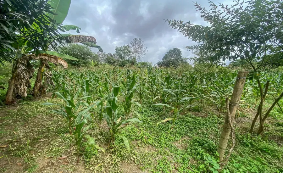 Terreno plano de 1,89 acres con casa en Renacimiento , RENACIMIENTO, RIO SERENO, CHIRIQUI, Chiriqui, 26116
