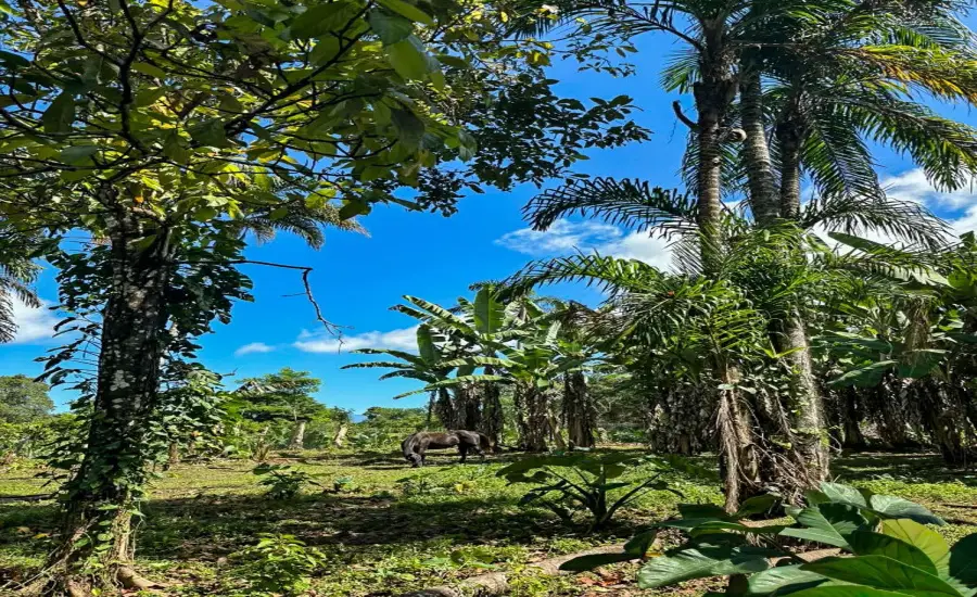 Terreno plano de 1,89 acres con casa en Renacimiento , RENACIMIENTO, RIO SERENO, CHIRIQUI, Chiriqui, 26116