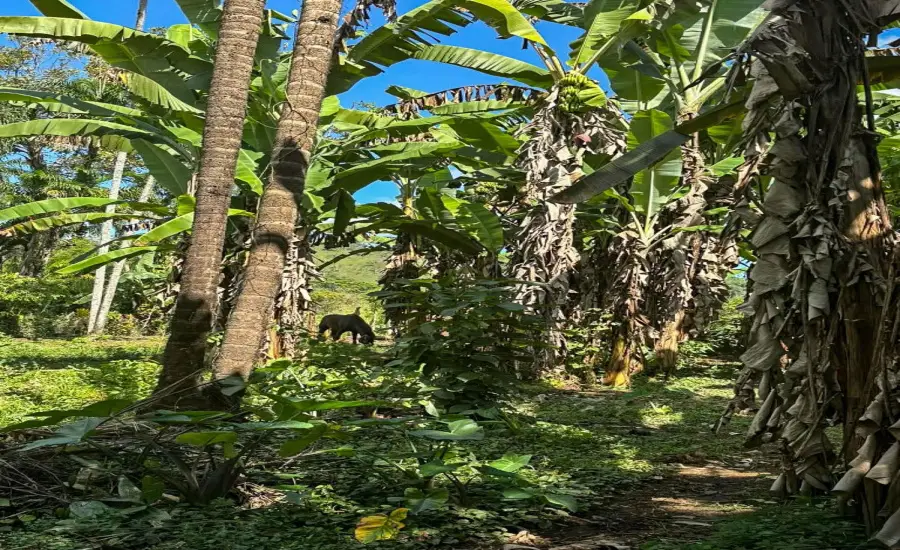 Terreno plano de 1,89 acres con casa en Renacimiento , RENACIMIENTO, RIO SERENO, CHIRIQUI, Chiriqui, 26116