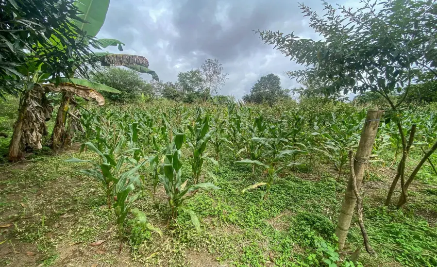 Terreno plano de 1,89 acres con casa en Renacimiento , RENACIMIENTO, RIO SERENO, CHIRIQUI, Chiriqui, 26116