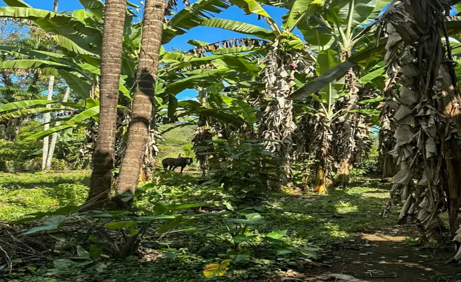 Terreno plano de 1,89 acres con casa en Renacimiento , RENACIMIENTO, RIO SERENO, CHIRIQUI, Chiriqui, 26116