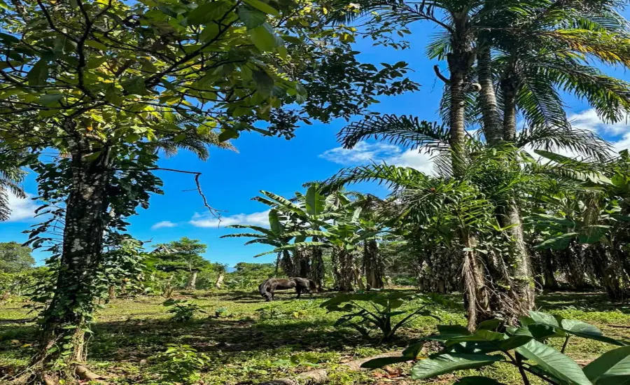 Terreno plano de 1,89 acres con casa en Renacimiento , RENACIMIENTO, RIO SERENO, CHIRIQUI, Chiriqui, 26116