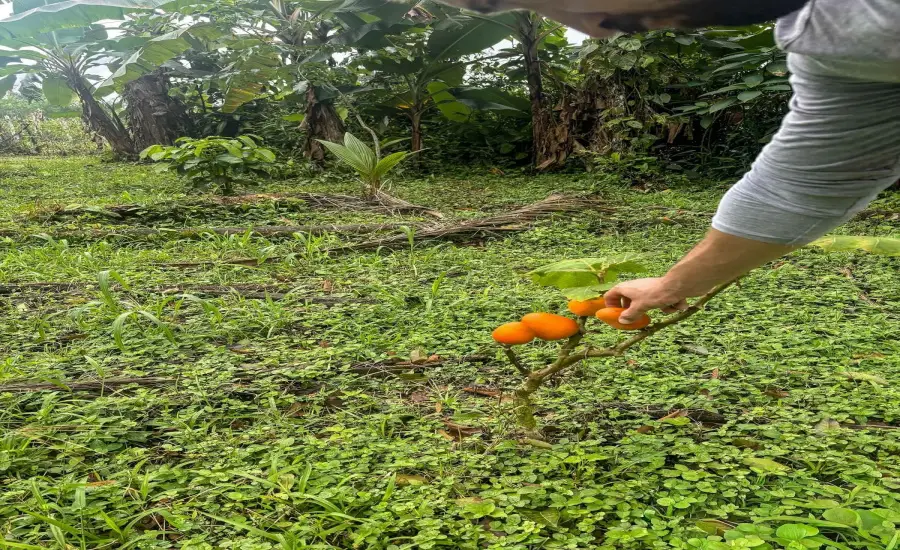 Terreno plano de 1,89 acres con casa en Renacimiento , RENACIMIENTO, RIO SERENO, CHIRIQUI, Chiriqui, 26116