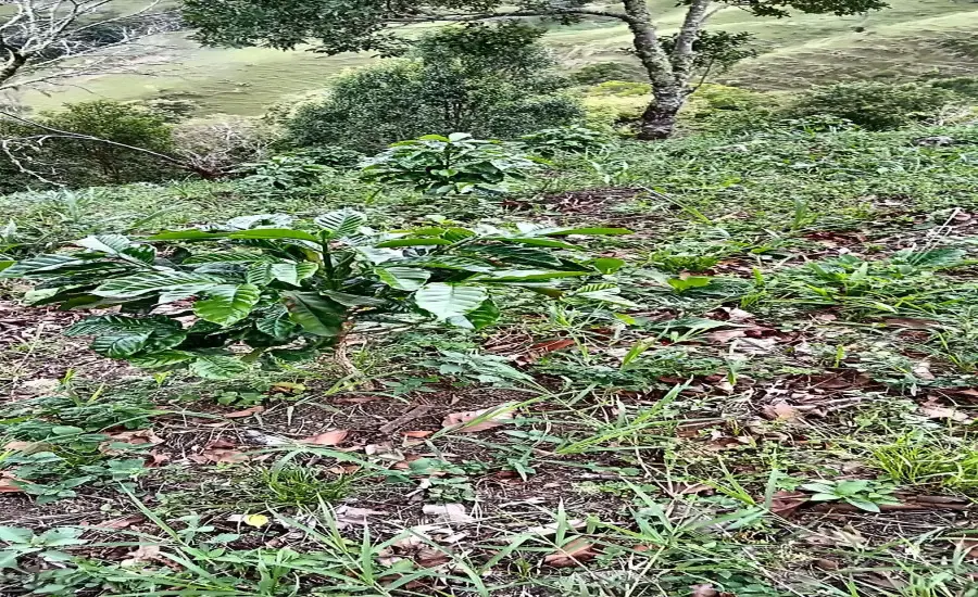 Finca ganadera o refugio privado con cafe y agua de nacimiento , CALDERA, Chiriqui, 26120