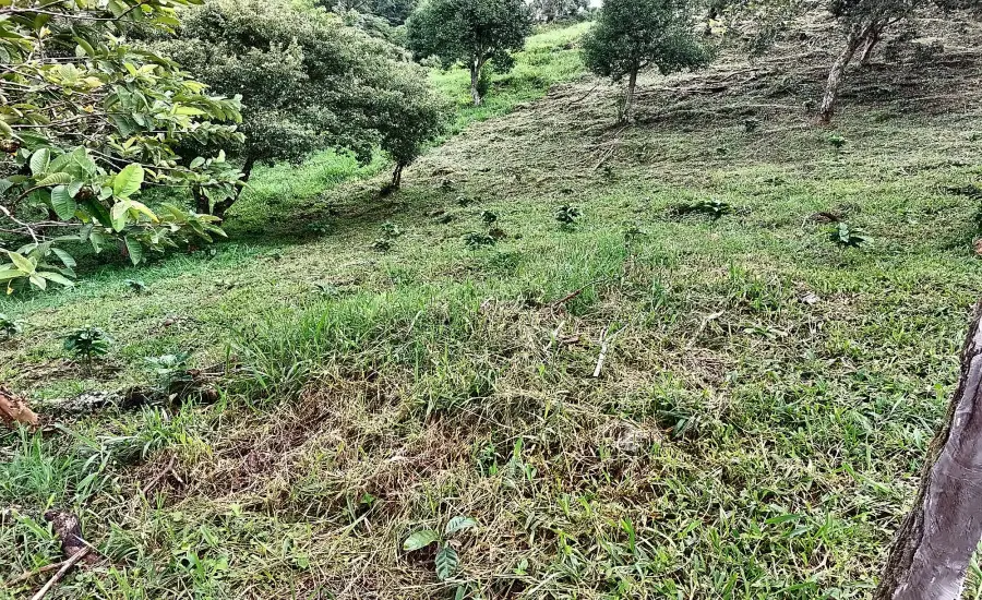 Finca ganadera o refugio privado con cafe y agua de nacimiento , CALDERA, Chiriqui, 26120